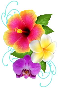Colored Hibiscus Flower Tattoos Design