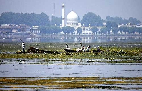 Dal Lake Filled With Weeds Picture