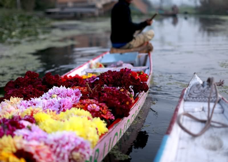 Flower Boats Inside The Dal Lake