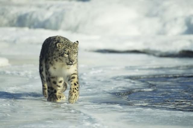 Leopard On Frozen River Trek