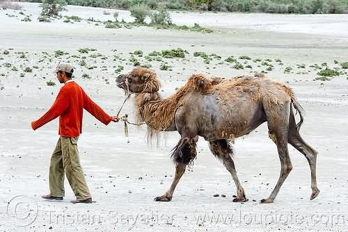 Man And Camel Walking In Nubra Valley During Winter Season Picture