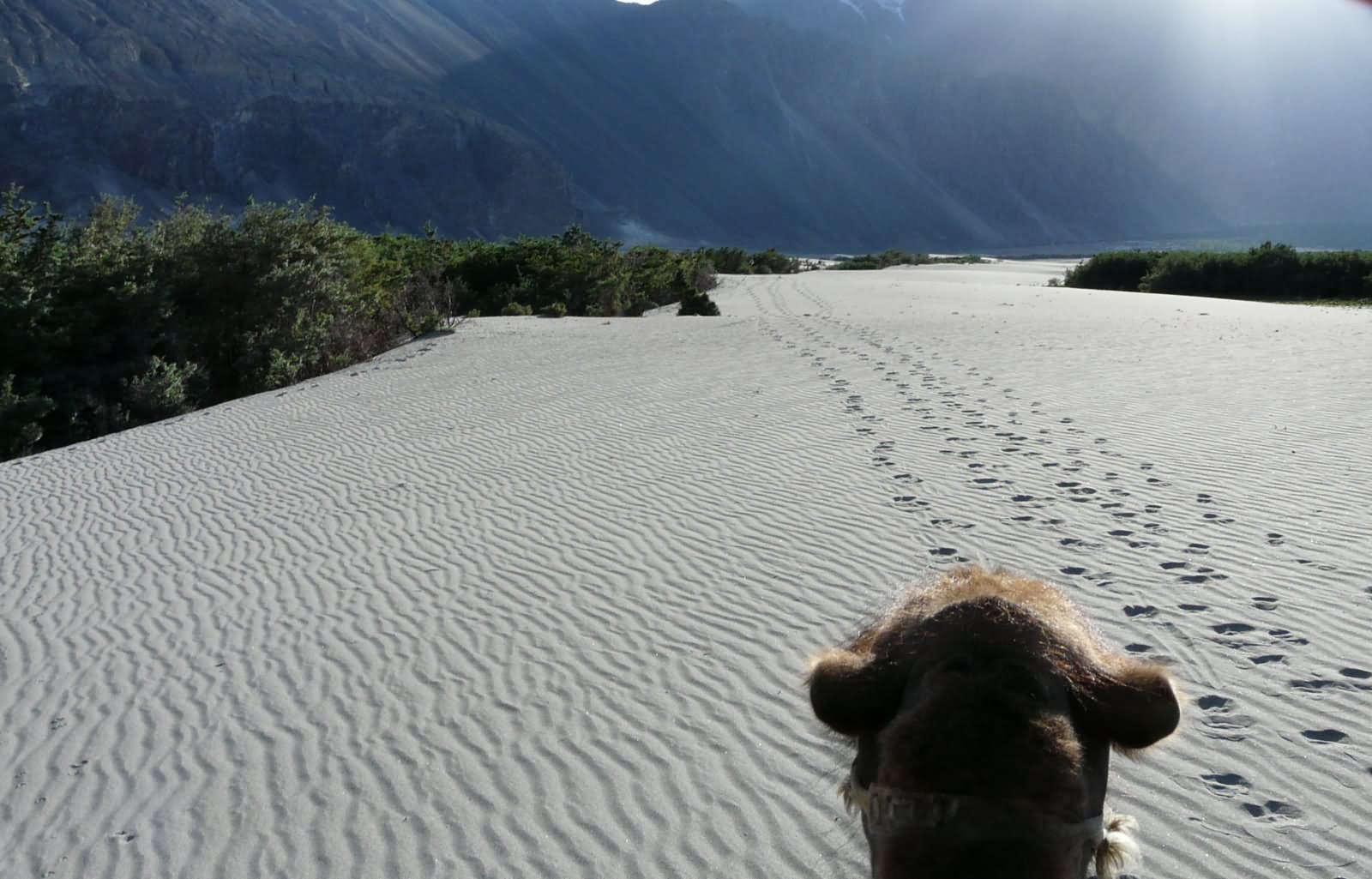 Nubra Valley View From Camels Back