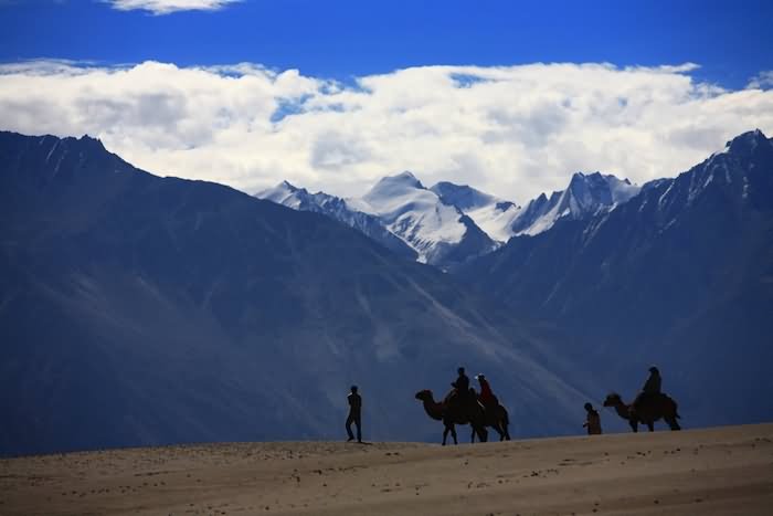 Riding On Camels At Nubra Valley