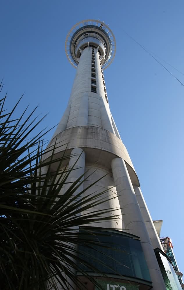Sky Tower In Auckland View From Below