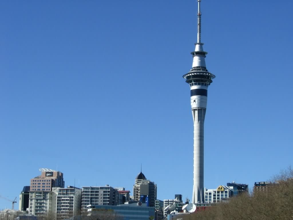 The Sky Tower In Auckland Picture