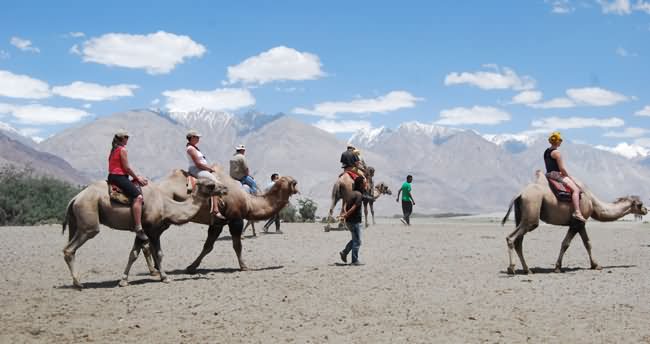 Tourists Enjoying Camel Riding At The Nubra Valley