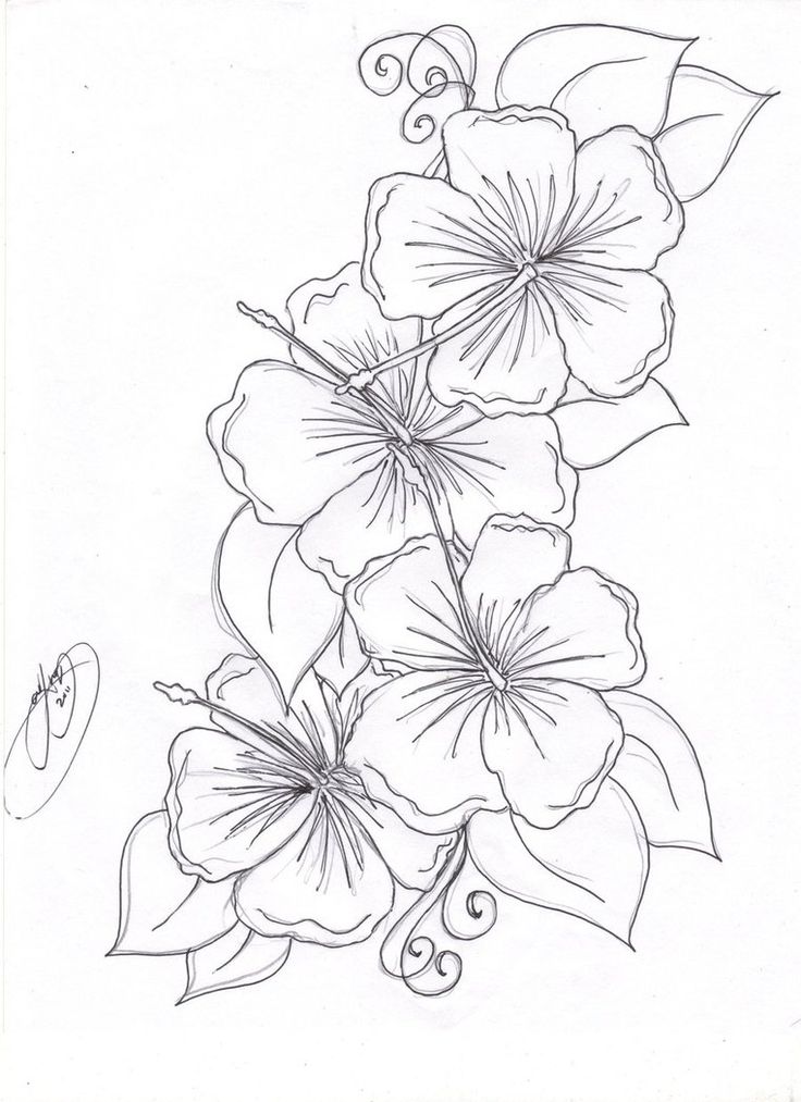 Outline Black And White  Hibiscus Tattoo Design