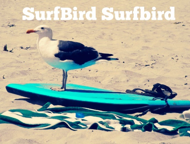 Funny Surfbird Picture For Facebook