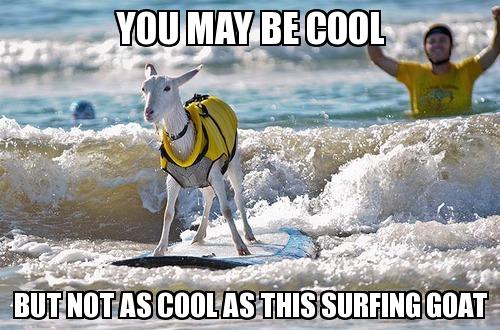 Funny Surfing Meme You May Be Cool But not As Cool As This Surfing Goat Picture