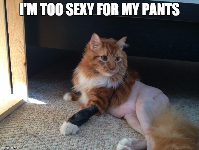 I Am Too Sexy For My Pants Funny Meme Image