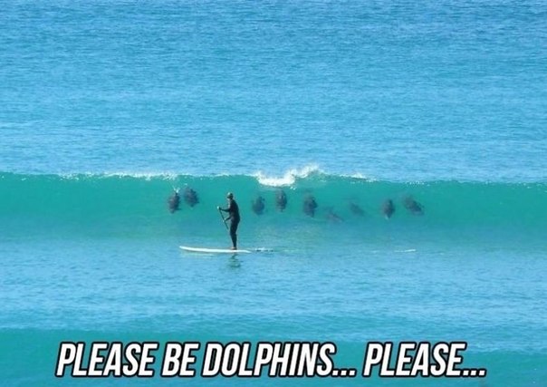 Please Be Dolphins Please Funny Surfing Meme Picture