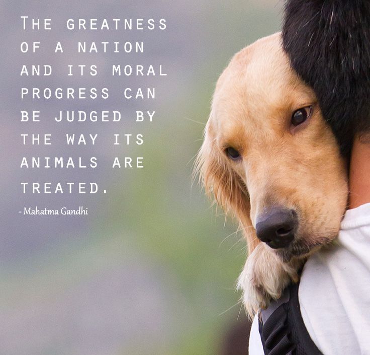 The greatness of a nation and its moral progress can be judged by the way its animals are treated  - Mahatma Gandhi