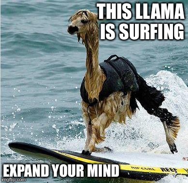 This Llama Is Surfing Expand Your Mind Funny Surfing Meme Image