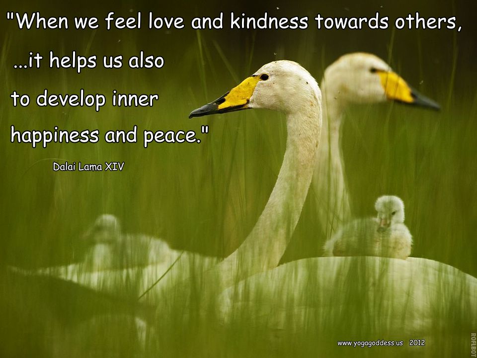When we feel love and kindness toward others, it not only makes others feel loved and cared for, but it helps us also to develop inner happiness and peace. - Dalai Lama
