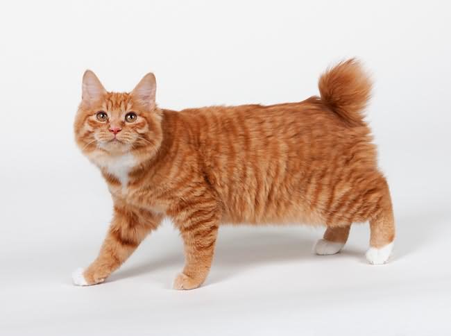 17 Cute Orange American Bobtail Cat Pictures And Images
