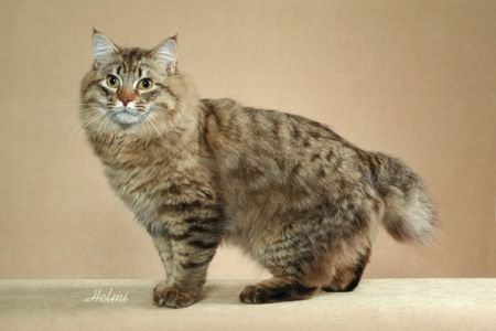 American Bobtail Cat Image
