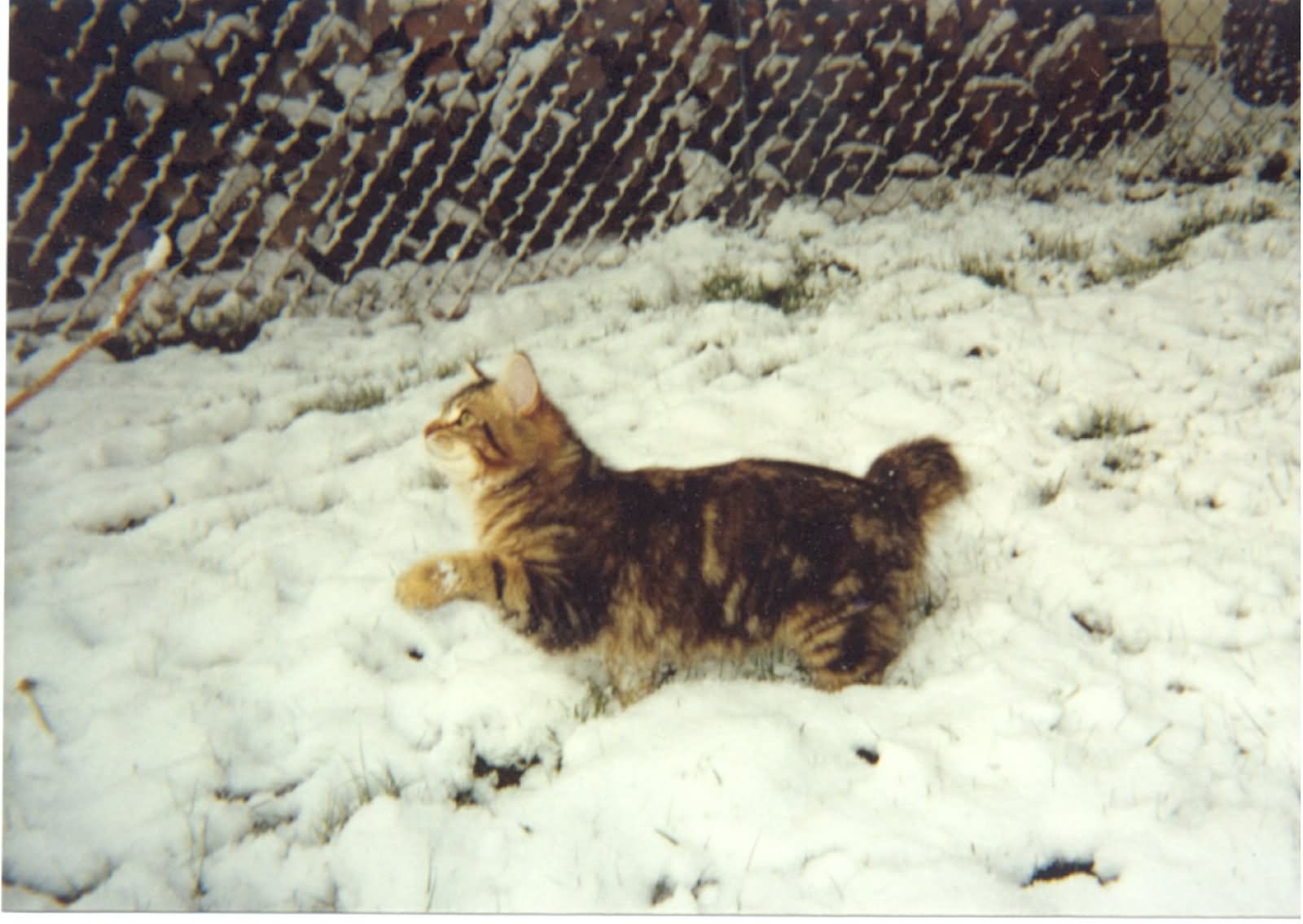 American Bobtail Cat Sitting On Snow