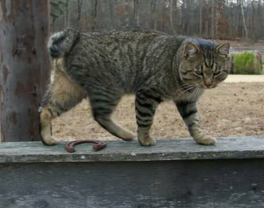 American Bobtail Cat Walking On Railing