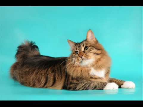 American Bobtail Long Hair Cat Sitting