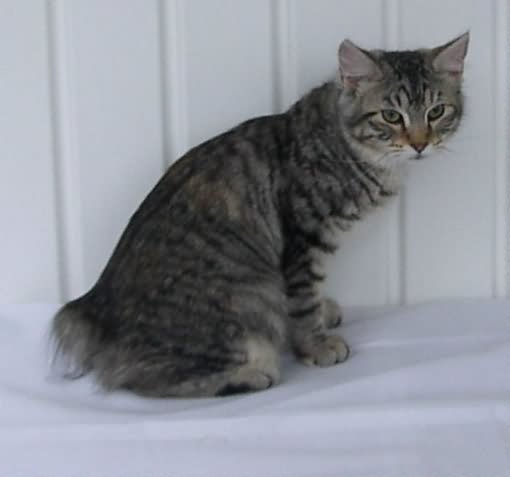 13 Incredible Pictures Of The Short Hair American Bobtail Cat