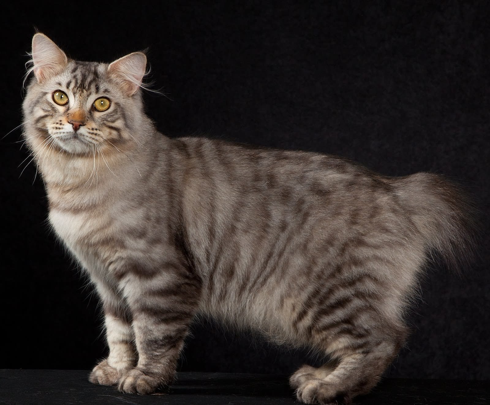 45 Most Beautiful American Bobtail Cat Pictures And Images