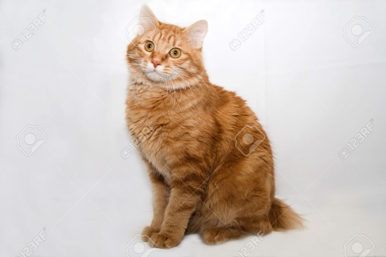 orange american bobtail cat