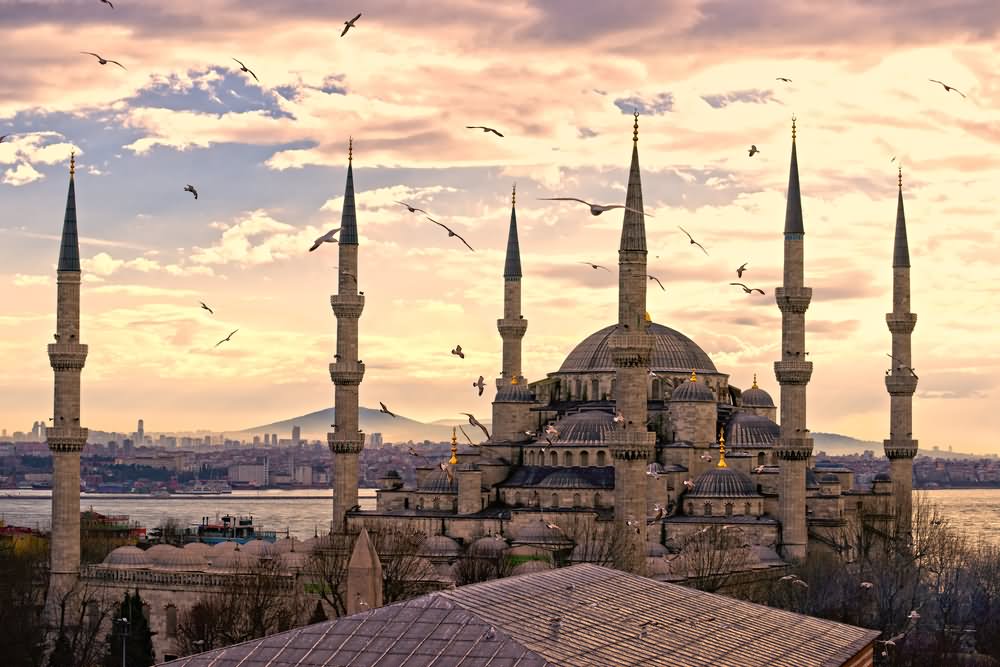 Birds Flying Over The Blue Mosque In Istanbul