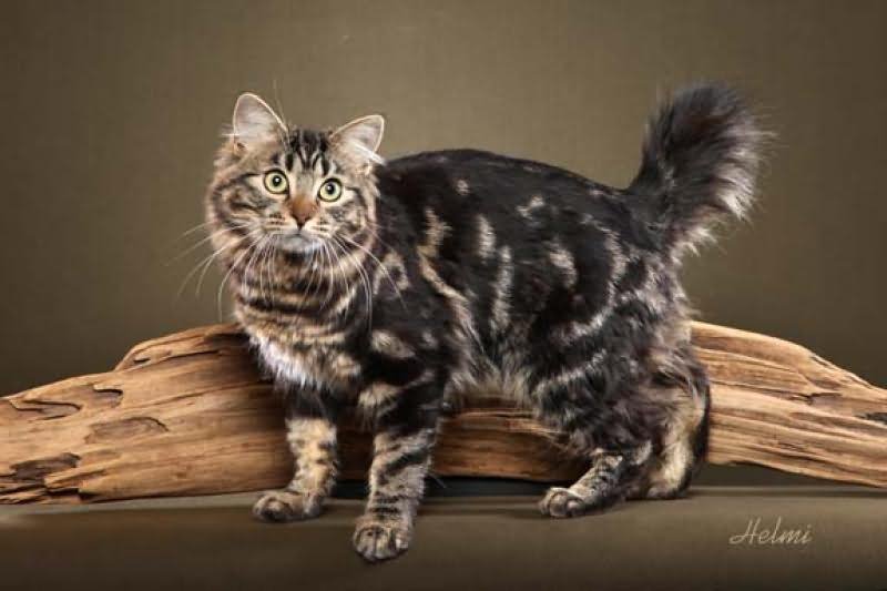 Black American Bobtail Cat Image