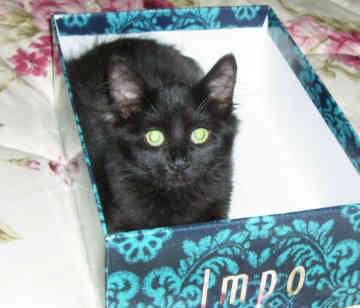 Black American Bobtail Cat In Box