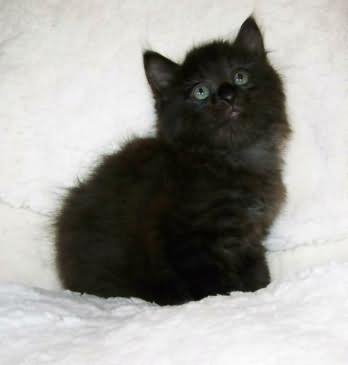 Black American Bobtail Kitten Picture