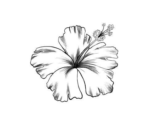 Black And White Hibiscus Flower Tattoo Design