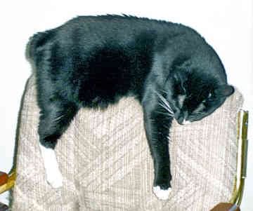Black Sleeping American Bobtail Cat