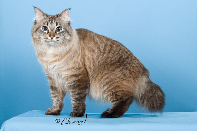 Brown American Bobtail Cat Picture