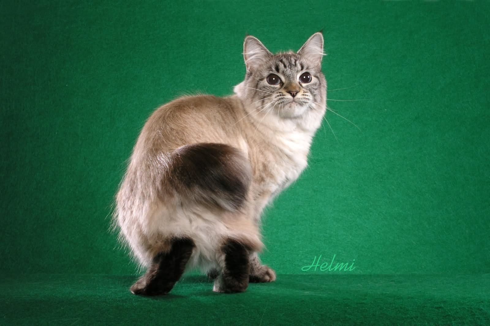 Brown And White American Bobtail Cat