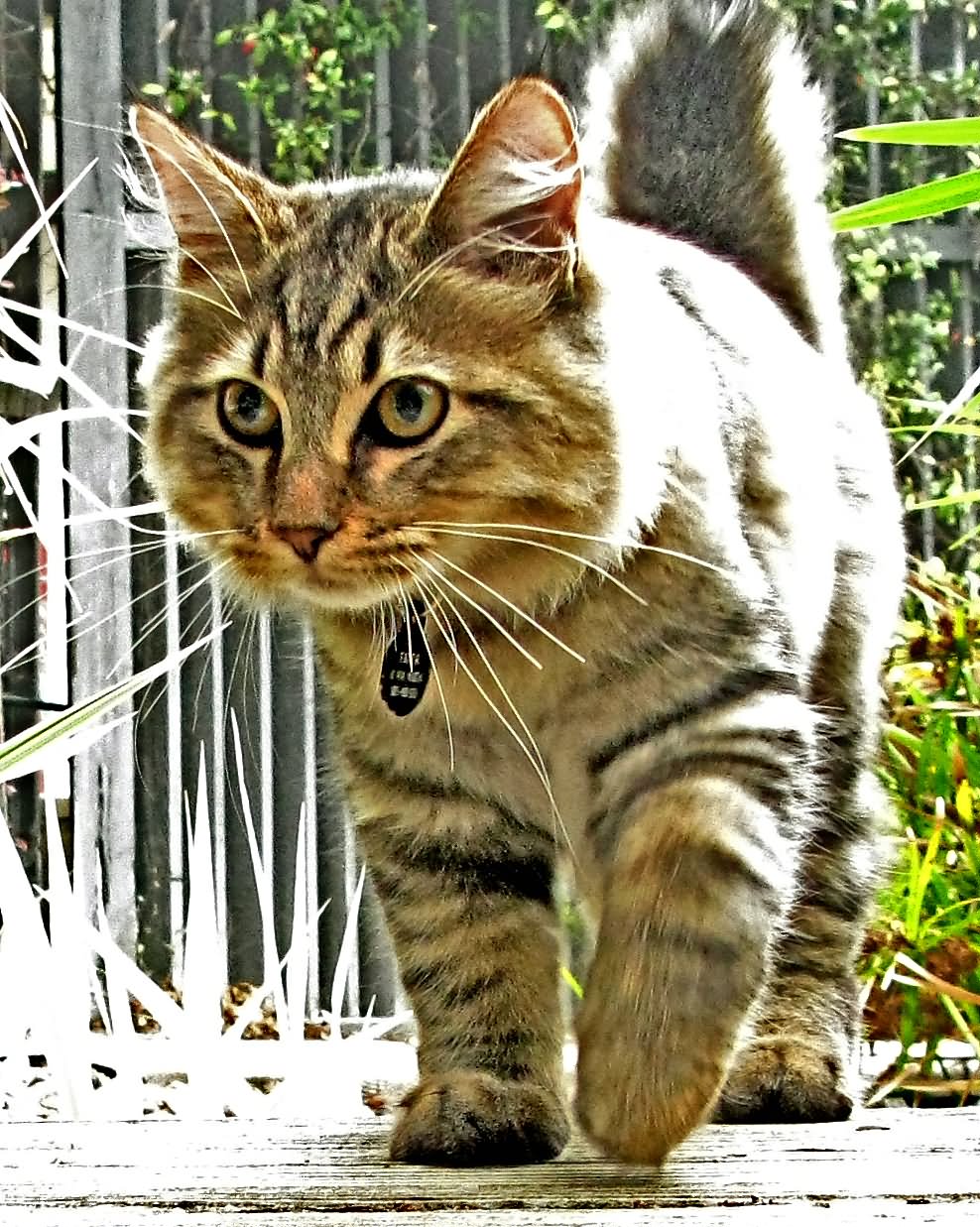 Closeup Of The American Bobtail Cat Walking Picture
