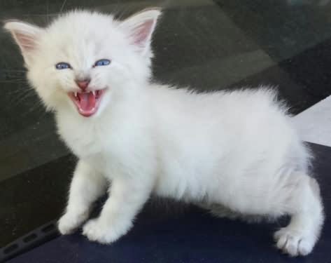 Cute Angry White American Bobtail Kitten