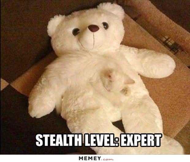 Cute Cat Camouflage Teddy Bear Funny Meme Picture