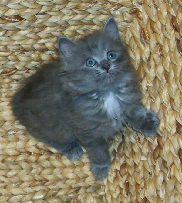 Cute Grey American Bobtail Kitten