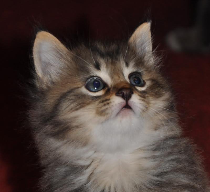 Cute Little American Bobtail Kitten Face