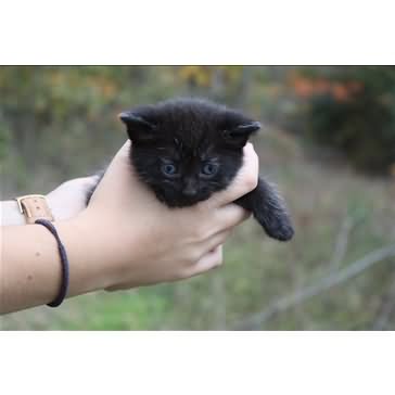 Cute Little American Bobtail Kitten In Hands
