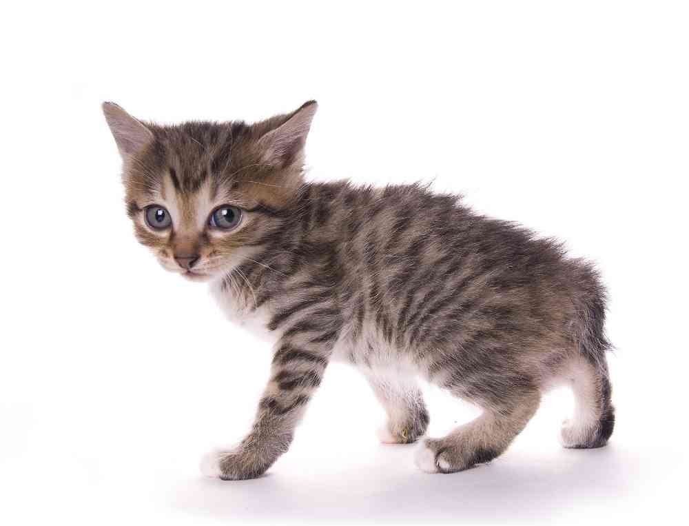Cute Little American Bobtail Kitten Picture