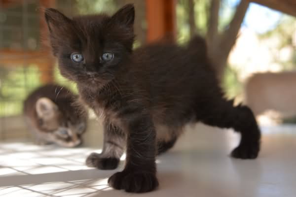 Cute Little Black American Bobtail Kitten