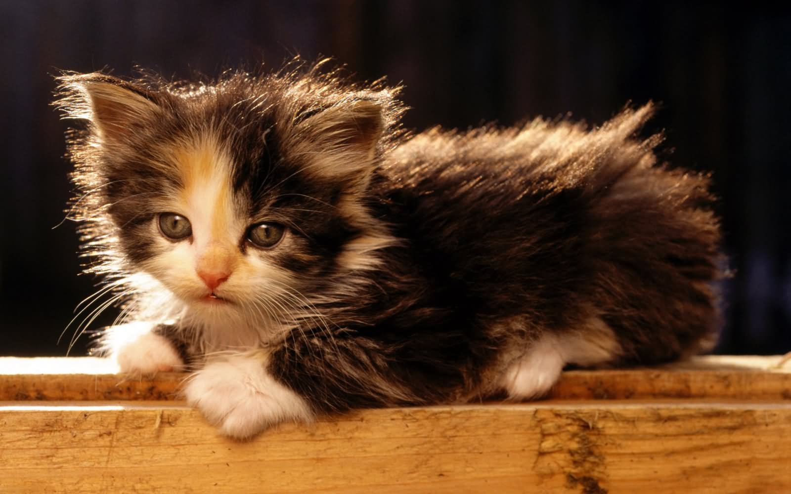 Cute Little Long Hair American Bobtail Kitten