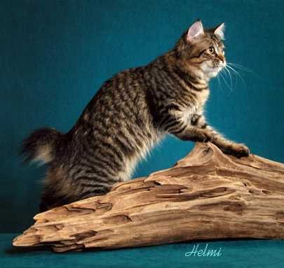 Cute Tabby American Bobtail Cat Posing