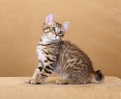 Cute Tabby Short Hair American Bobtail Kitten