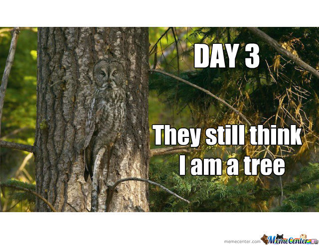 Day3 They Still Think I Am A Tree Funny Camouflage Meme Image