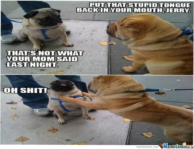 Dogs Very Funny Shit Meme Picture For Whatsapp