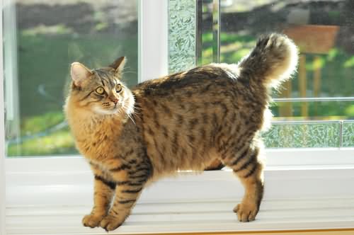 Fluffy Long Hair American Bobtail Cat Picture