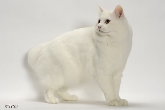 Fluffy White American Bobtail Cat Image