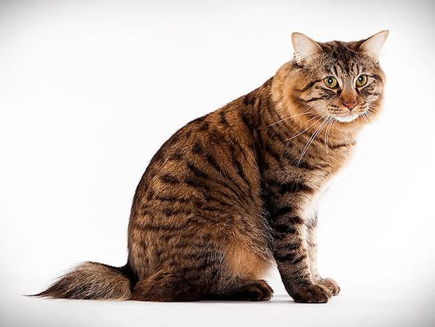 Full Grown American Bobtail Cat Sitting Picture